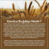Kavılca Nedir?