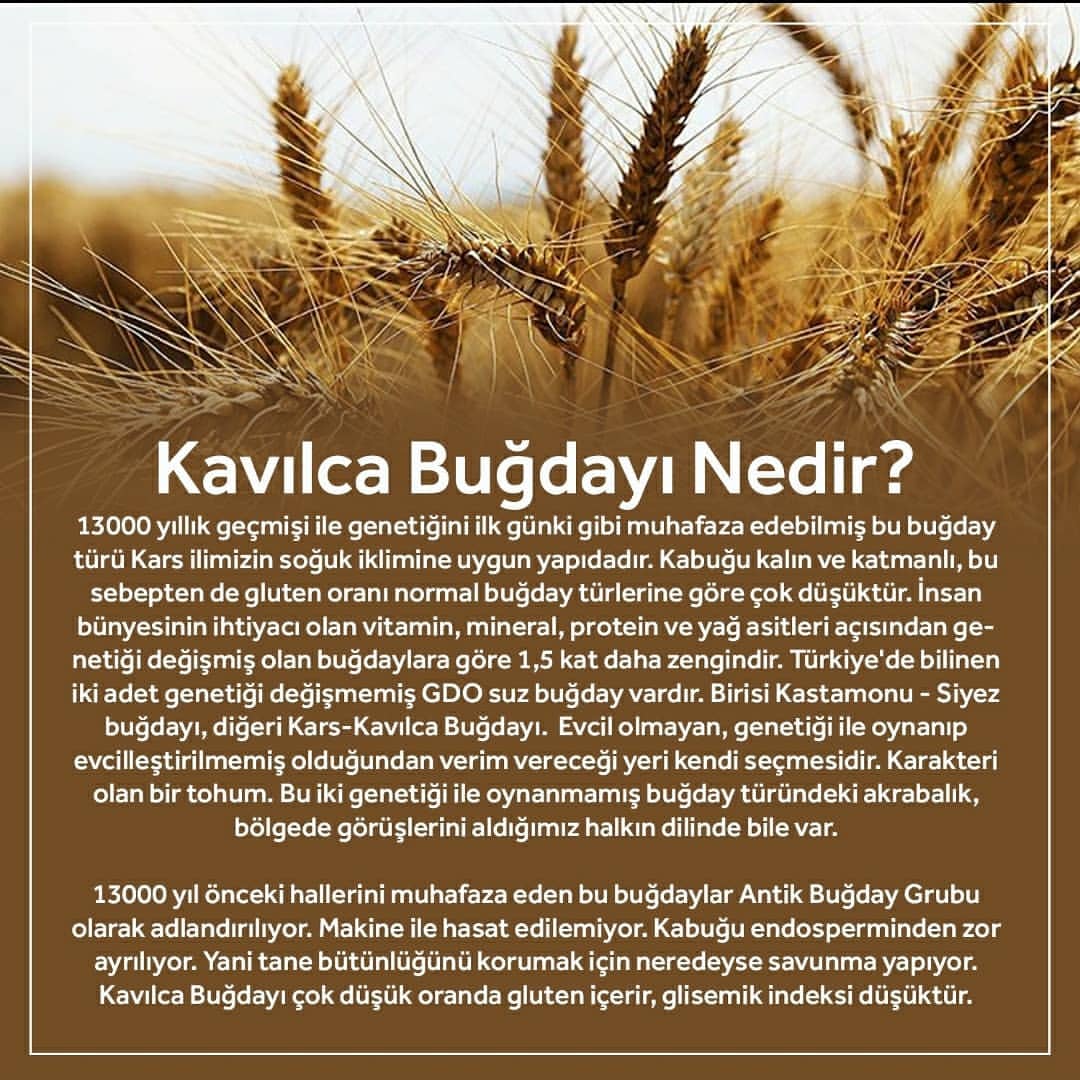 Kavılca Nedir?